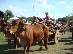 ZÉ DO PEDRO E SEU CARRO DE BOIS